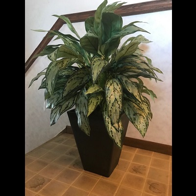 Black planter with our Dieffenbachia Floor Plant - Idea Gallery - Corporate Plant Rentals for conventions